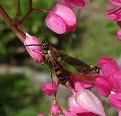 DSC07757a